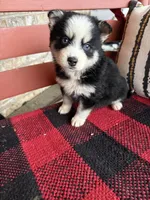 Palmer, a female Pomsky for sale in Bowling Green, KY – Photo 7 of 8