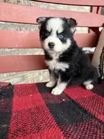 Palmer, a female Pomsky for sale in Bowling Green, KY – Photo 3 of 8