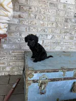Bella , a female Miniature Labradoodle for sale in Bowling Green, KY – 3 of 6