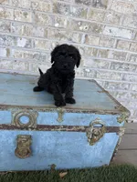 Bonnie, a female Miniature Labradoodle for sale in Bowling Green, KY – 9 of 10