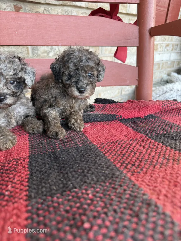 Moose – Miniature Aussiedoodle puppy for sale in Bowling Green, KY