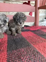 Moose, a male Miniature Aussiedoodle for sale in Bowling Green, KY – 1 of 6