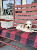 Bailey, a female Miniature Bernedoodle for sale in Bowling Green, KY – 3 of 8