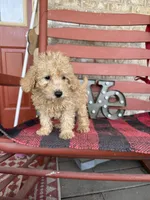 Molly, a female Miniature Labradoodle for sale in Bowling Green, KY – Photo 4 of 5