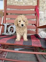 Molly, a female Miniature Labradoodle for sale in Bowling Green, KY – Photo 3 of 5