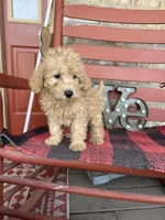 Molly, a female Miniature Labradoodle for sale in Bowling Green, KY – Photo 5 of 5