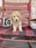 Molly, a female Miniature Labradoodle for sale in Bowling Green, KY – Photo 2 of 5
