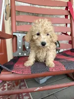 Molly, a female Miniature Labradoodle for sale in Bowling Green, KY – Photo 1 of 5