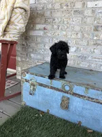 Bandit, a male Miniature Labradoodle for sale in Bowling Green, KY – 2 of 7