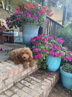 Terri, a female Miniature Labradoodle for sale in Bowling Green, KY – 3 of 7