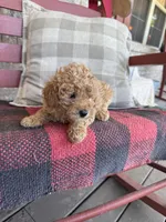 Tabby, a female Miniature Labradoodle for sale in Bowling Green, KY – 4 of 6
