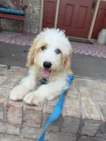 Bougie, a female Miniature Bernedoodle for sale in Bowling Green, KY – 2 of 6