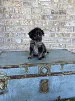 Bluebell , a female Miniature Labradoodle for sale in Bowling Green, KY – 5 of 6