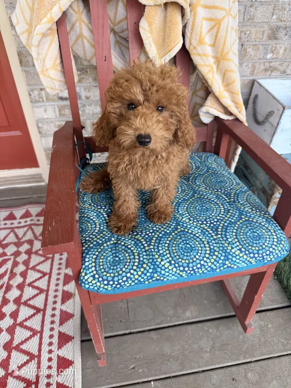 Terri – Miniature Labradoodle puppy for sale in Bowling Green, KY