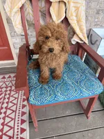 Terri, a female Miniature Labradoodle for sale in Bowling Green, KY – 1 of 7