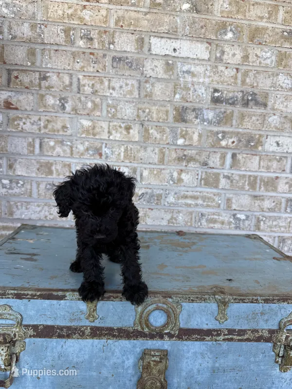 Bandit – Miniature Labradoodle puppy for sale in Bowling Green, KY