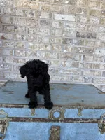 Bandit, a male Miniature Labradoodle for sale in Bowling Green, KY – 1 of 7