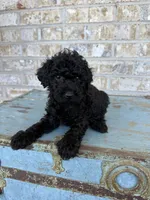 Bear, a male Miniature Labradoodle for sale in Bowling Green, KY – 7 of 8