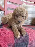 Terri , a female Miniature Labradoodle for sale in Bowling Green, KY – 5 of 6