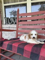 Bailey, a female Miniature Bernedoodle for sale in Bowling Green, KY – 7 of 8