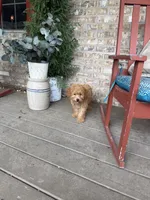 Tabby, a female Miniature Labradoodle for sale in Bowling Green, KY – 4 of 6