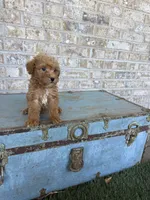 Bentley , a male Miniature Labradoodle for sale in Bowling Green, KY – 6 of 7