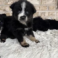 Percey, a female Pomsky for sale in Bowling Green, KY – Photo 2 of 4