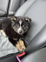 Percey, a female Pomsky for sale in Bowling Green, KY – 2 of 4