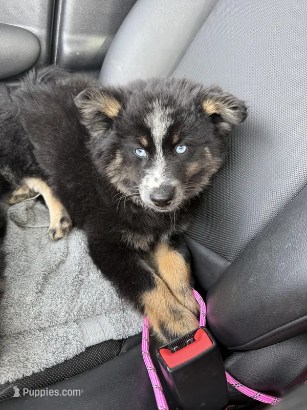 Percey – Pomsky puppy for sale in Bowling Green, KY