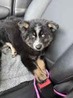 Percey, a female Pomsky for sale in Bowling Green, KY – 1 of 4