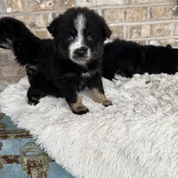 Percey, a female Pomsky for sale in Bowling Green, KY – Photo 4 of 4