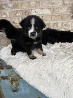 Percey, a female Pomsky for sale in Bowling Green, KY – Photo 4 of 4