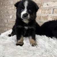 Percey, a female Pomsky for sale in Bowling Green, KY – Photo 3 of 4