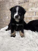 Percey, a female Pomsky for sale in Bowling Green, KY – Photo 3 of 4