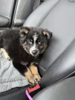 Percey, a female Pomsky for sale in Bowling Green, KY – 3 of 4