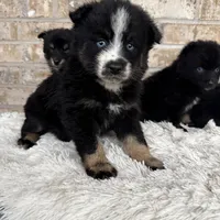 Percey, a female Pomsky for sale in Bowling Green, KY – Photo 1 of 4