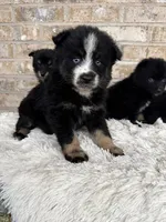 Percey, a female Pomsky for sale in Bowling Green, KY – Photo 1 of 4