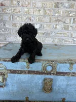 Bear, a male Miniature Labradoodle for sale in Bowling Green, KY – 3 of 8