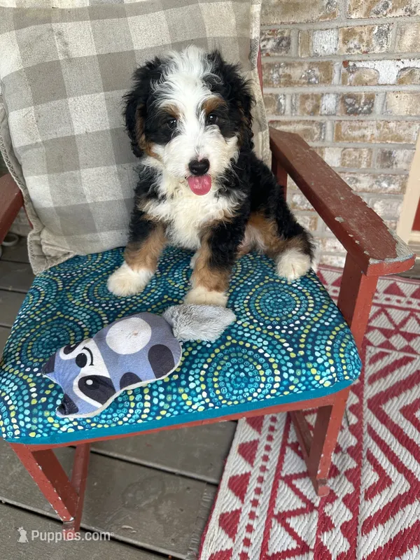 Biscuit – Miniature Bernedoodle puppy for sale in Bowling Green, KY