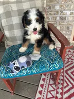 Biscuit, a male Miniature Bernedoodle for sale in Bowling Green, KY – 4 of 5
