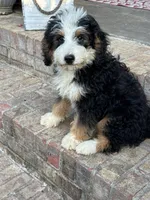 Biscuit, a male Miniature Bernedoodle for sale in Bowling Green, KY – 6 of 7