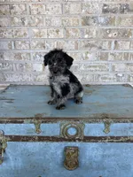 Bluebell , a female Miniature Labradoodle for sale in Bowling Green, KY – 2 of 6