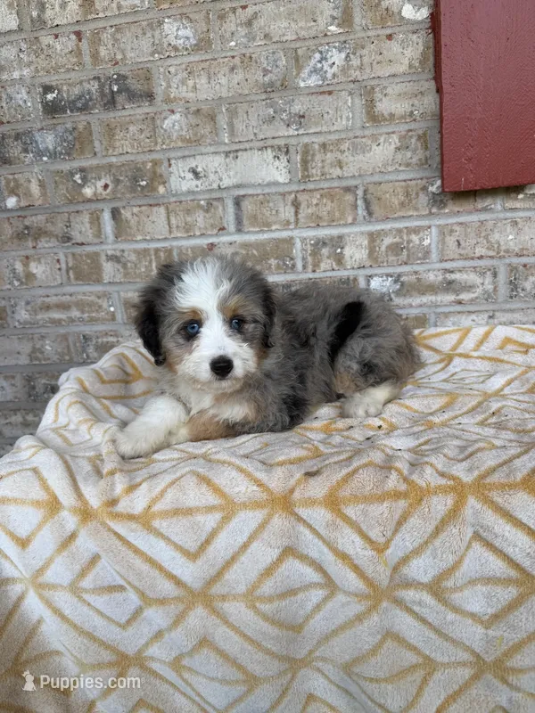 Birdie – Miniature Bernedoodle puppy for sale in Bowling Green, KY
