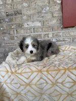 Birdie, a female Miniature Bernedoodle for sale in Bowling Green, KY – 2 of 5