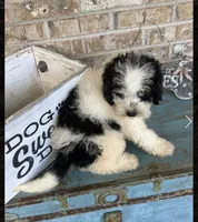 Beau, a male Miniature Bernedoodle for sale in Bowling Green, KY – 3 of 4