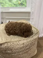Snickers, a male Cavapoo for sale in Bowling Green, KY – 2 of 6