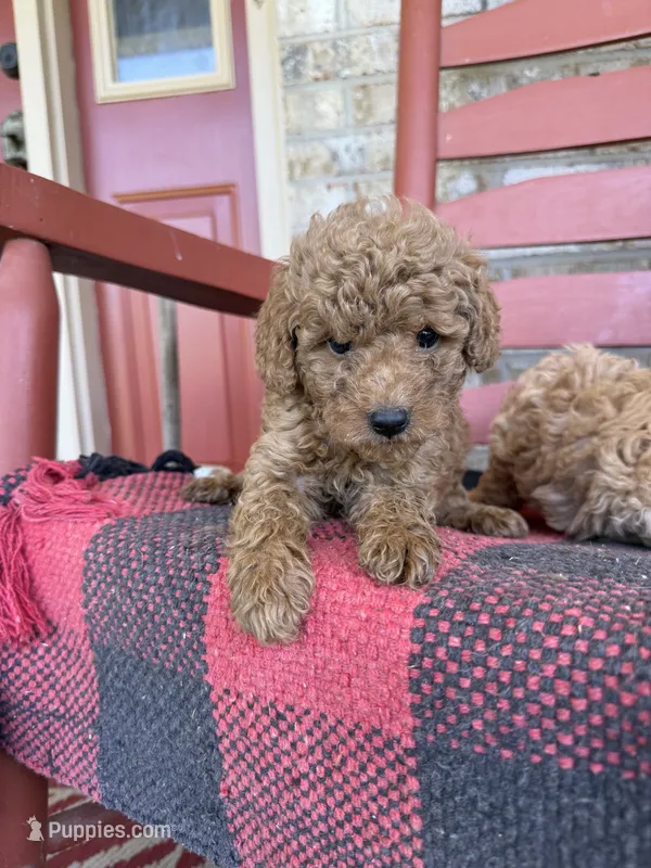 Terri  – Miniature Labradoodle puppy for sale in Bowling Green, KY