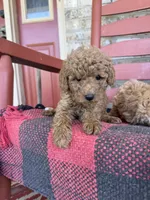 Terri , a female Miniature Labradoodle for sale in Bowling Green, KY – 1 of 6