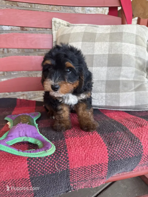 Benny – Miniature Bernedoodle puppy for sale in Bowling Green, KY