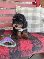 Benny, a male Miniature Bernedoodle for sale in Bowling Green, KY – 1 of 4